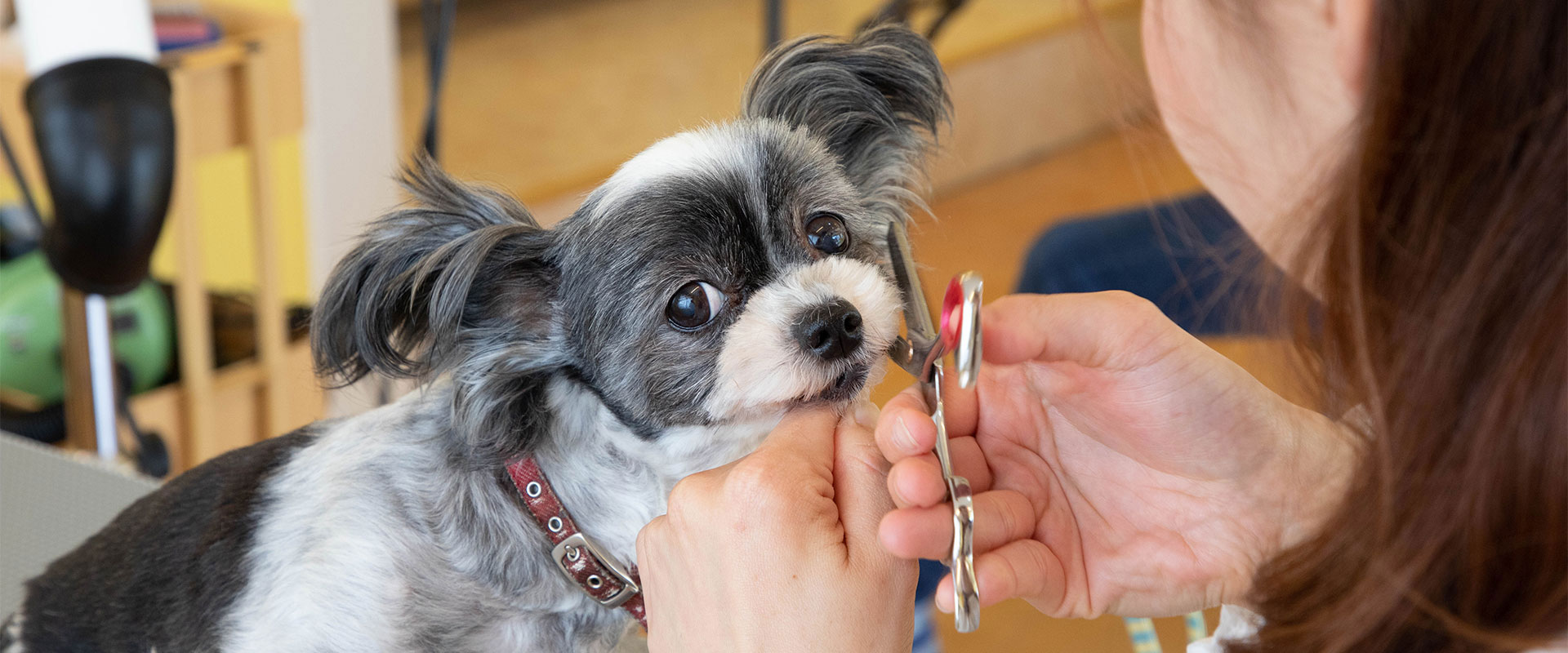 Dog Care Salon うらら
